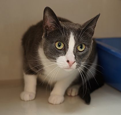 Adopt a friend: Blaze
